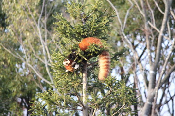 Styan's Red Panda, シセンレッサーパンダ, レッサーパンダ,　動物園