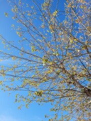 Tree in a sunny autumn day