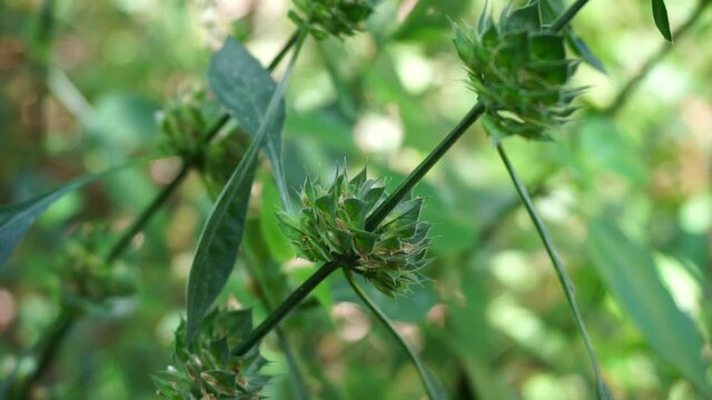 Clinacanthus nutans (Also called Acanthaceae, belalai gajah, phaya yo, Sabah snake grass, ki tajam, dandang gendis) on the nature. Has been used in Indonesia in the treatment of dysentery and diabetes