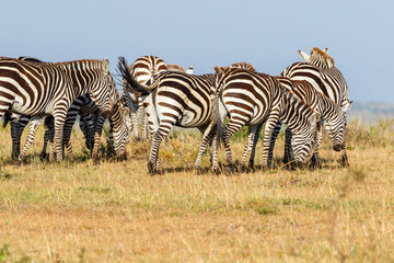 Fototapeta na wymiar Flock of Zebras grazing on the savanna