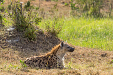 Hyena lying on the ground and resting