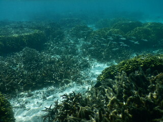 Fototapeta na wymiar Underwater coral reef at Guam, グアム　熱帯魚　水中　サンゴ　魚