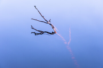 Tree branch floating in the water