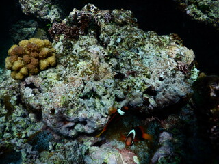Fototapeta na wymiar Underwater coral reef at Guam, グアム　熱帯魚　水中　サンゴ　魚