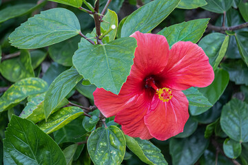 Fiore di Ibiscus . Ne esistono più di duecento varietà. dai colori sgargianti e che durano poco.