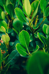 close up of green leaves