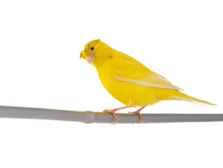 canary sitting on a tree branch isolated on white background