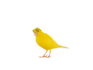 crested canary isolated on white background - obrazy, fototapety, plakaty