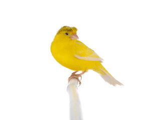 canary sitting on a tree branch isolated on white background - obrazy, fototapety, plakaty