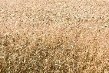 field of wheat