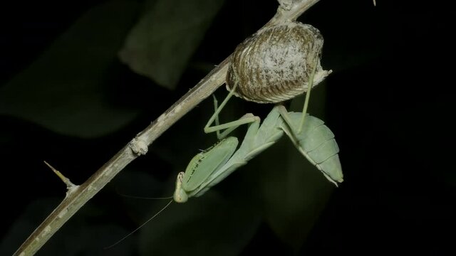 Praying mantis sits on a a clutch of Ootheca (egg mass). Close-up of mantis insect