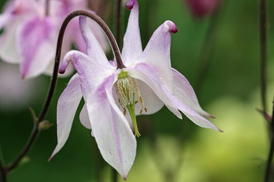White and lilac columbine flower in close up