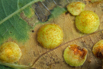 Spangle galls of Cynipid wasps on the underside of the leaf of Pedunculate oak