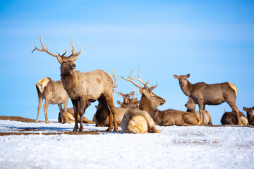 Deer in the snow in the natural streak of the nature reserve in the mountains. The symbol of the New Year and Christmas of the team of Santa Claus, the leader of the pack of the leader of the reindeer