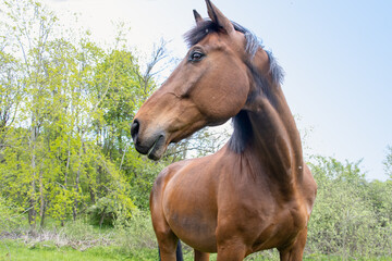 The horse of the thoroughbred breed stands in nature.