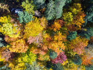 Deciduous forest in autumn from above