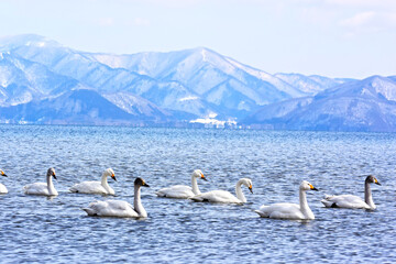 猪苗代湖の白鳥の群れ	