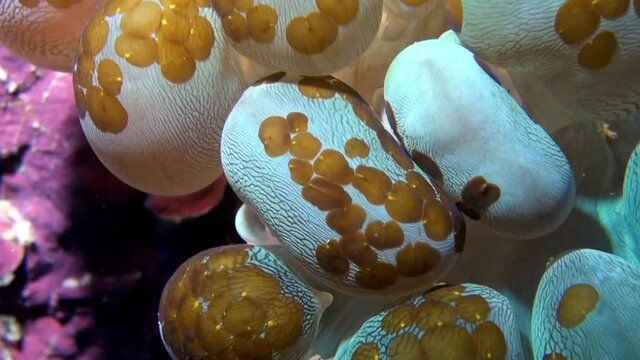 
Acoelomorpha (Waminoa sp.) on Bubble coral (Plerogyra) - Philippines