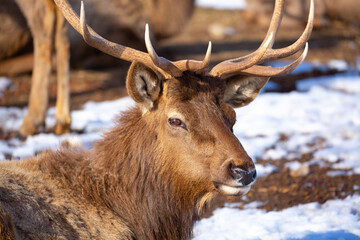 Fototapeta premium Deer in the snow in the natural streak of the nature reserve in the mountains. The symbol of the New Year and Christmas of the team of Santa Claus, the leader of the pack of the leader of the reindeer