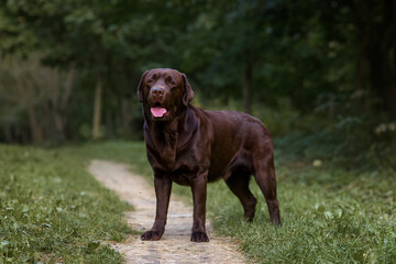 brown labrador retriever dog resting outside