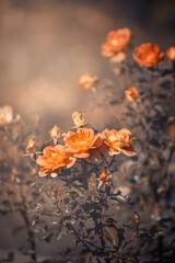 Pomarańczowe kwiaty róży na rozmytym tle
