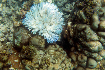 Coral resilience in endangered coral reef