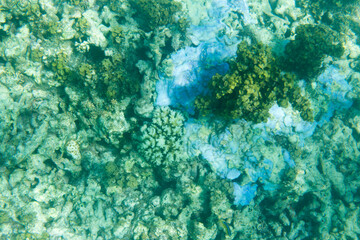 Coral resilience in endangered coral reef