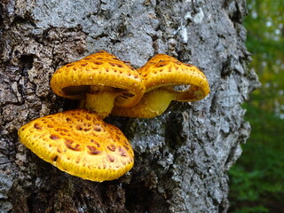 Diese frisch entwickelten Baumpilze fallen sofort ins Auge