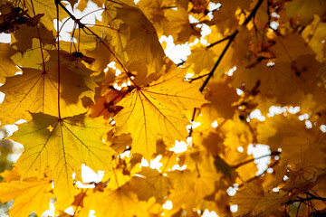 yellow leaves. maple leaves. leaves against the sky.