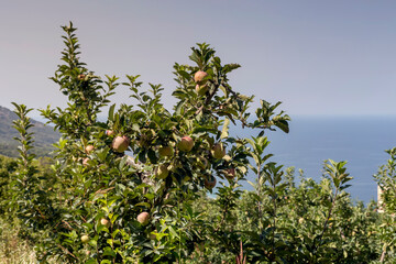 Fototapeta na wymiar Ripening, juicy apple hanging on a branch close-up