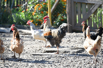 Rooster and hen in the village, rural wildlife, farming