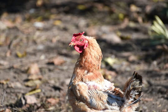 Hen standing , portrait of hen on the farm , rural life photo