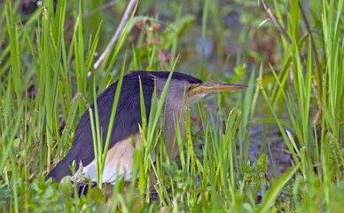 Little Bittern (Ixobrychus minutus), Crete