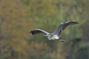 Grey Heron - Ardea cinerea, Crete 