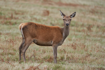 Red Deer hind (Cervus elaphus) during the annual rut in Bradgate Park, Leicestershire, England.