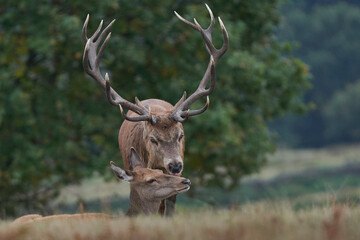 Dominant Red Deer stag (Cervus elaphus) and hind nuzzle during the annual rut in Bradgate Park, Leicestershire, England.