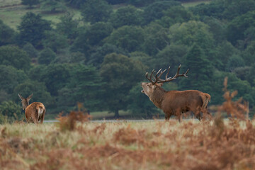 Dominant Red Deer stag (Cervus elaphus) roaring to warn off rival stags during the annual rut in Bradgate Park, Leicestershire, England.