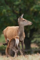 Red Deer hind (Cervus elaphus) suckling her fawn in Bradgate Park, Leicestershire, England.