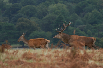 Naklejka na ściany i meble Dominant Red Deer stag (Cervus elaphus) pursuing a hind during the annual rut in Bradgate Park, Leicestershire, England.