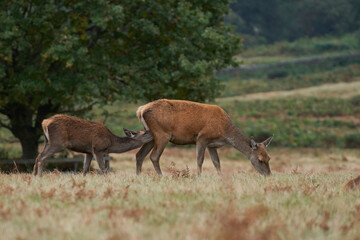 Red Deer hind (Cervus elaphus) suckling her fawn in Bradgate Park, Leicestershire, England.