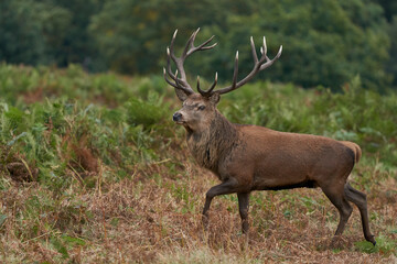 Dominant Red Deer stag (Cervus elaphus) walking through autumn bracken during the annual rut in...