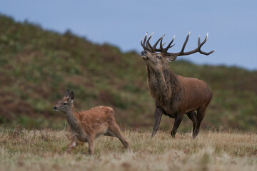 Dominant Red Deer stag (Cervus elaphus) running to round up hinds in his breeding group during the annual rut in Bradgate Park, Leicestershire, England.