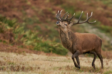 Dominant Red Deer stag (Cervus elaphus) running to round up hinds in his breeding group during the annual rut in Bradgate Park, Leicestershire, England.