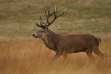 Dominant Red Deer stag (Cervus elaphus) on constant guard to warn off rival stags during the annual rut in Bradgate Park, Leicestershire, England.