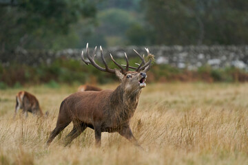 Dominant Red Deer stag (Cervus elaphus) roaring to warn off rival stags during the annual rut in Bradgate Park, Leicestershire, England.