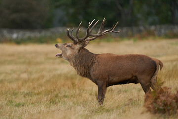 Naklejka na ściany i meble Dominant Red Deer stag (Cervus elaphus) roaring to warn off rival stags during the annual rut in Bradgate Park, Leicestershire, England.