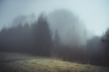 Fototapeta na wymiar Forest in Carpathian mountains in thick fog, Poland