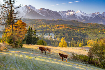 Cows on pasture, Tatra mountains panorama, colorful autumn view from Lapszanka pass, Poland and...