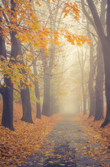 Autumn foggy colorful tree alley in the park on a misty day in Krakow, Poland