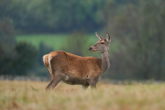 Red Deer hind (Cervus elaphus) during the annual rut in Bradgate Park, Leicestershire, England.